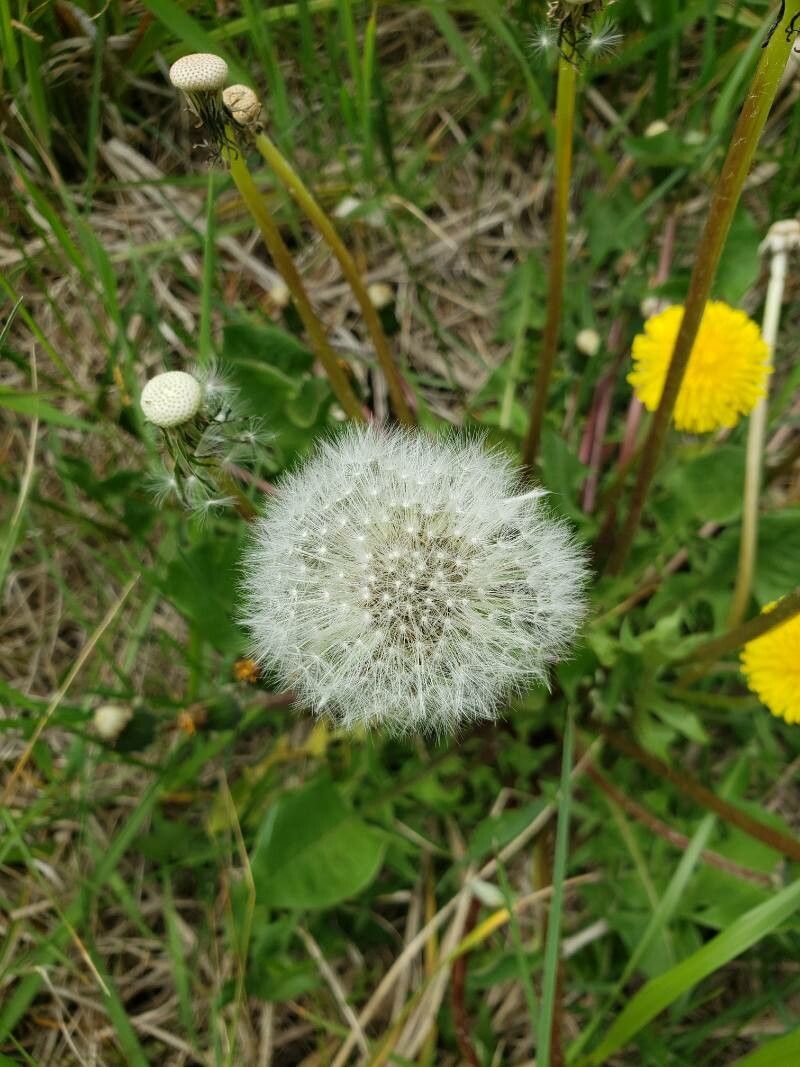 Taraxacum officinale fruit