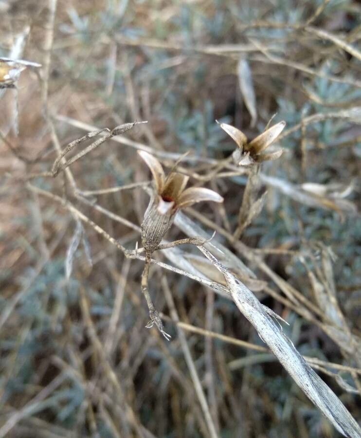 Dianthus sylvestris fruit