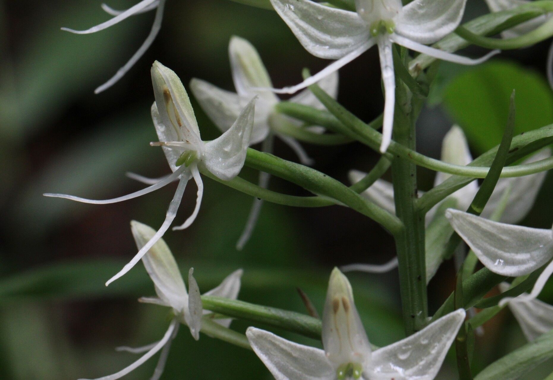 Habenaria batesii flower