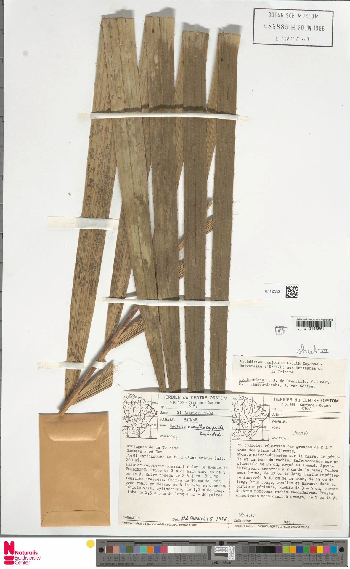 Bactris acanthocarpoides leaf