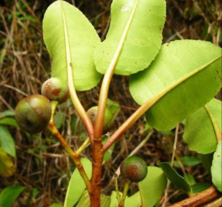Prunus africana fruit