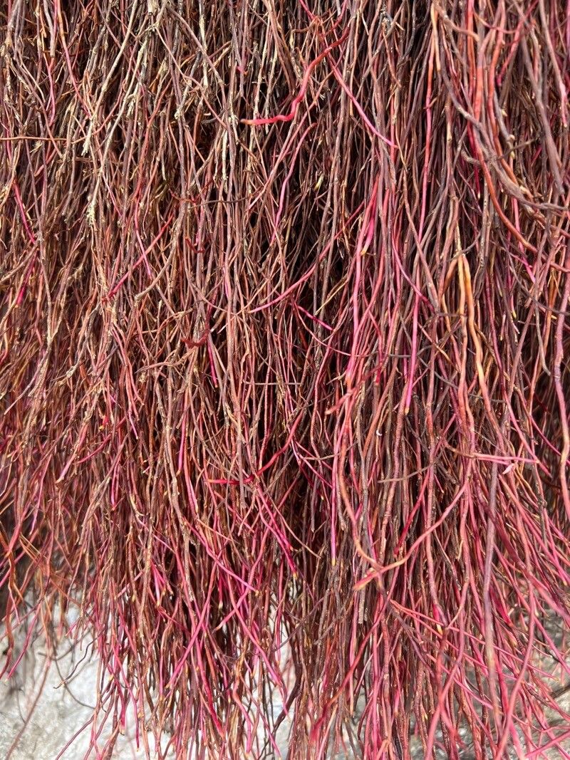 Corispermum tylocarpum — houseplant care guide