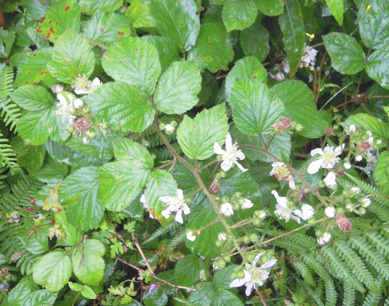 Rubus bartonii other