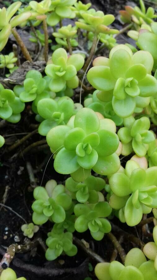 Sedum decumbens — houseplant care guide