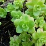 Sedum decumbens