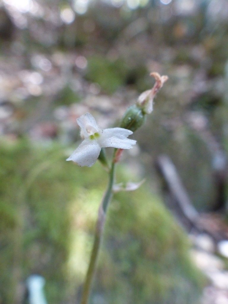 Cheirostylis montana — houseplant care guide