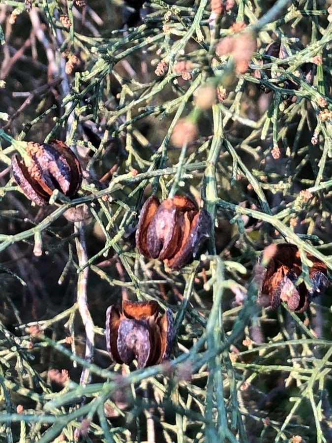 Tetraclinis articulata fruit