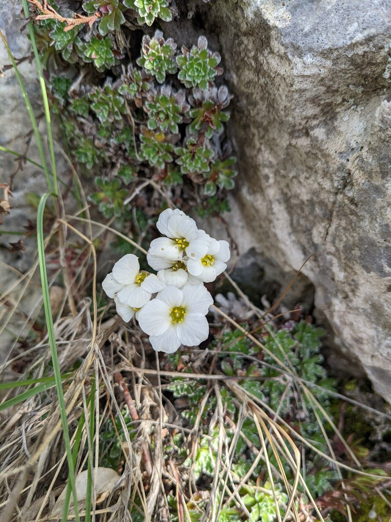 Saxifraga marginata flower