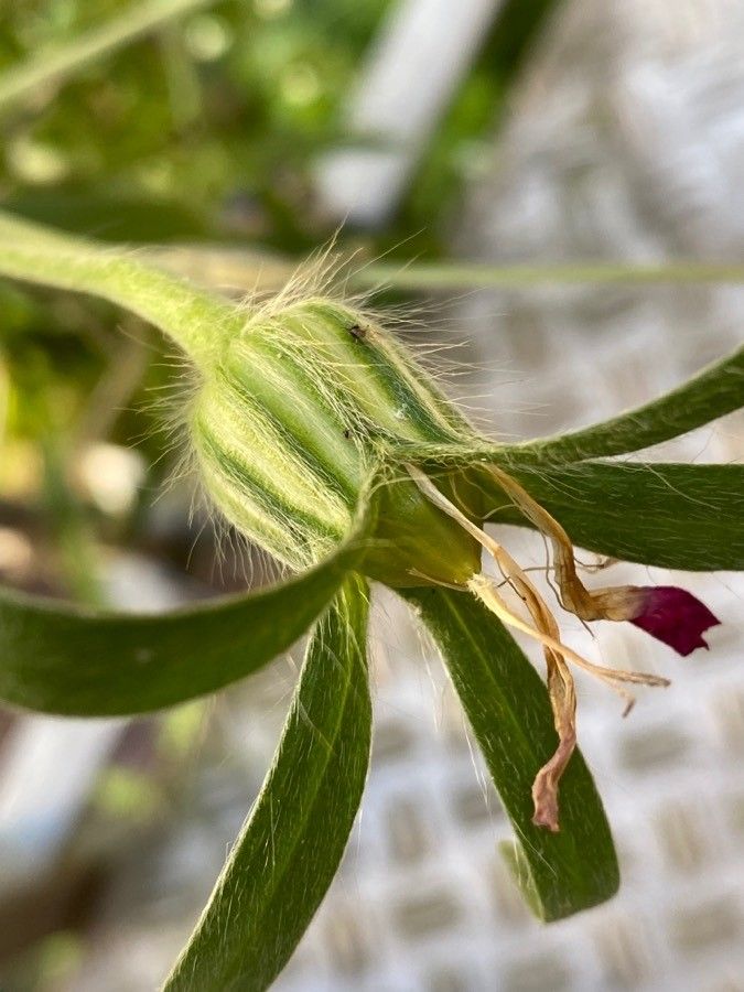Agrostemma githago fruit