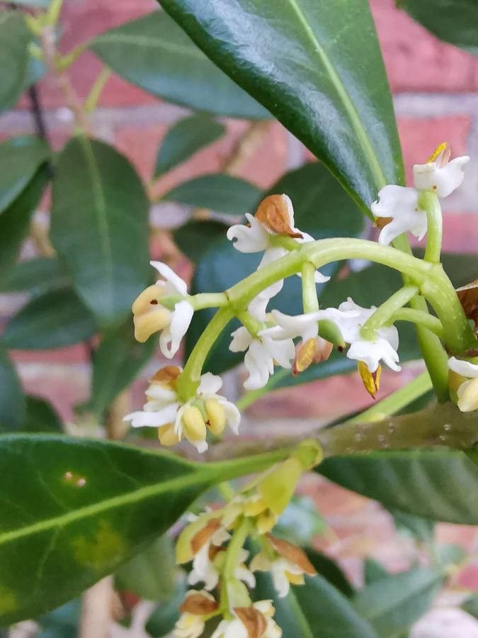 Picconia excelsa flower
