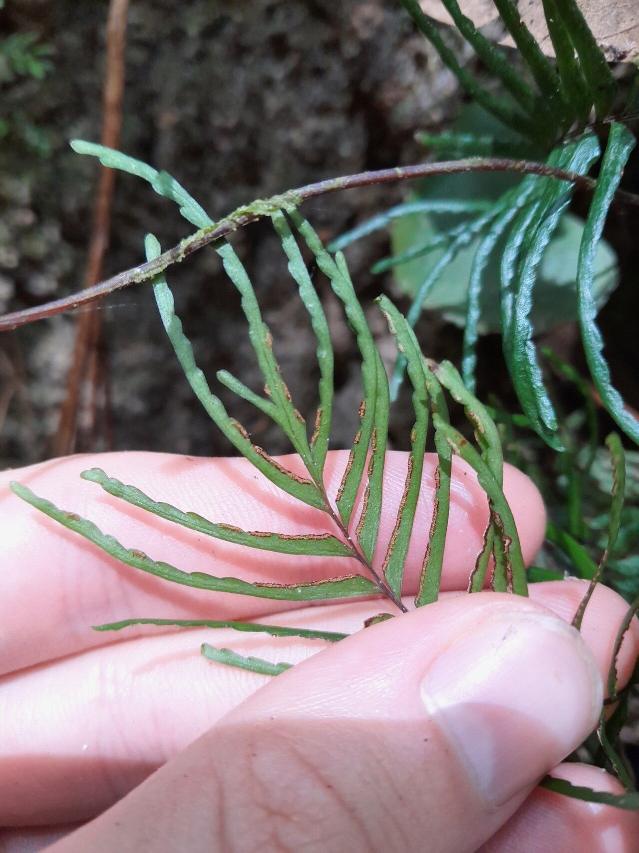 Lindsaea dubia — related species from the same genus