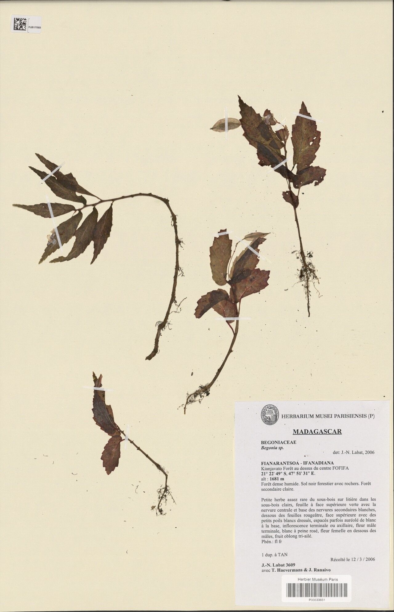 Begonia tanala — houseplant care guide