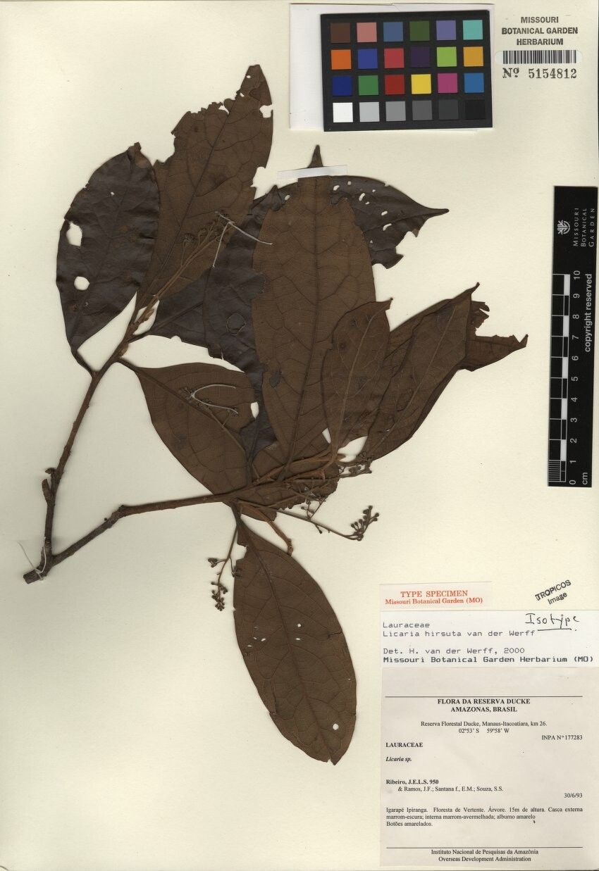 Licaria hirsuta — houseplant care guide