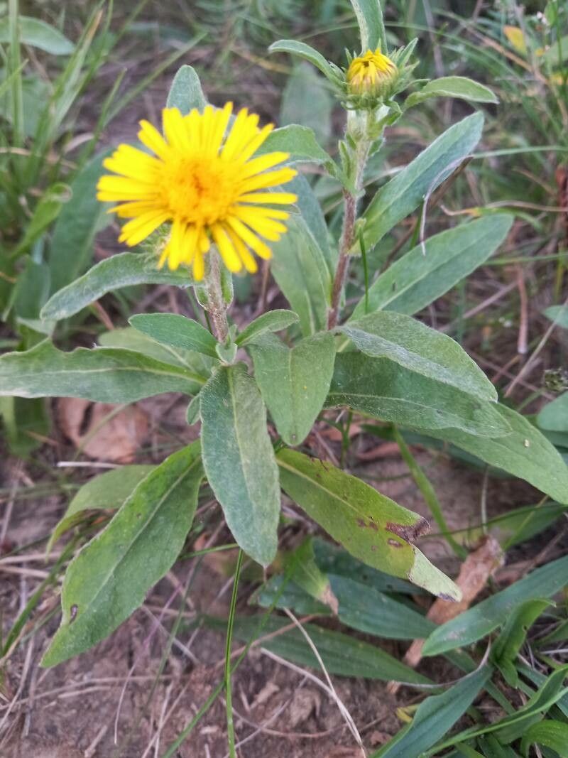 Pentanema britannica fruit