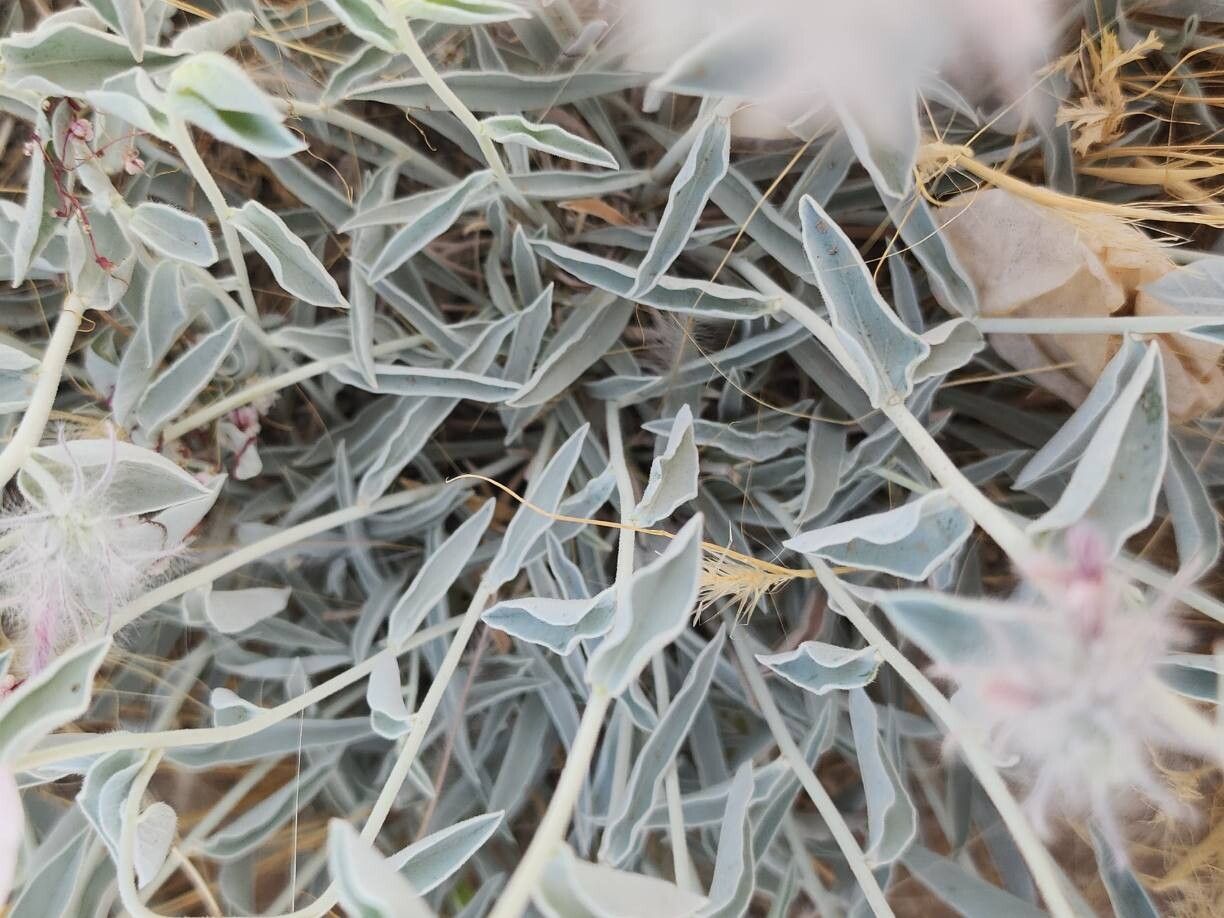 Convolvulus cephalophorus — search result for 'Convolvulus'