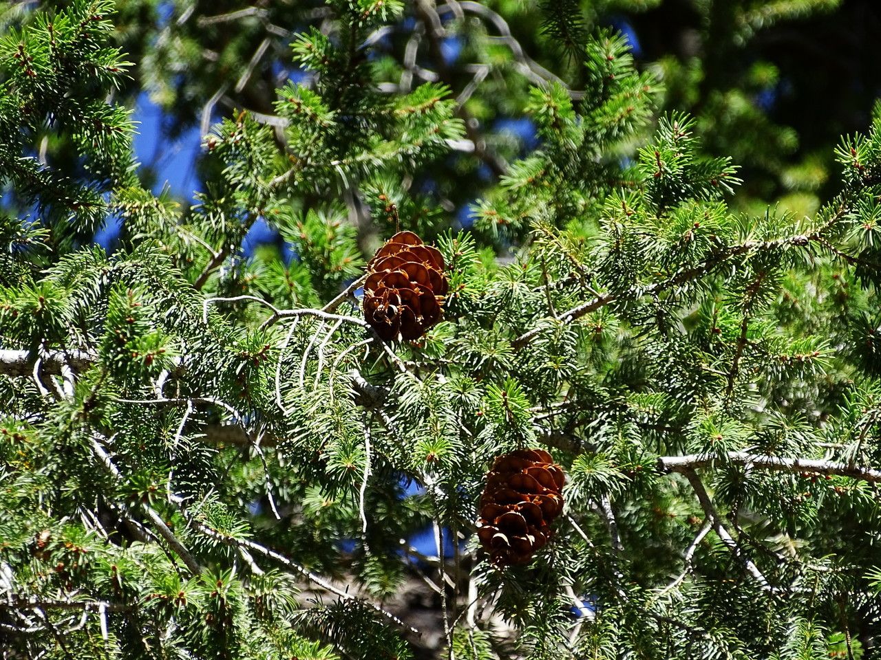 Pseudotsuga macrocarpa habit