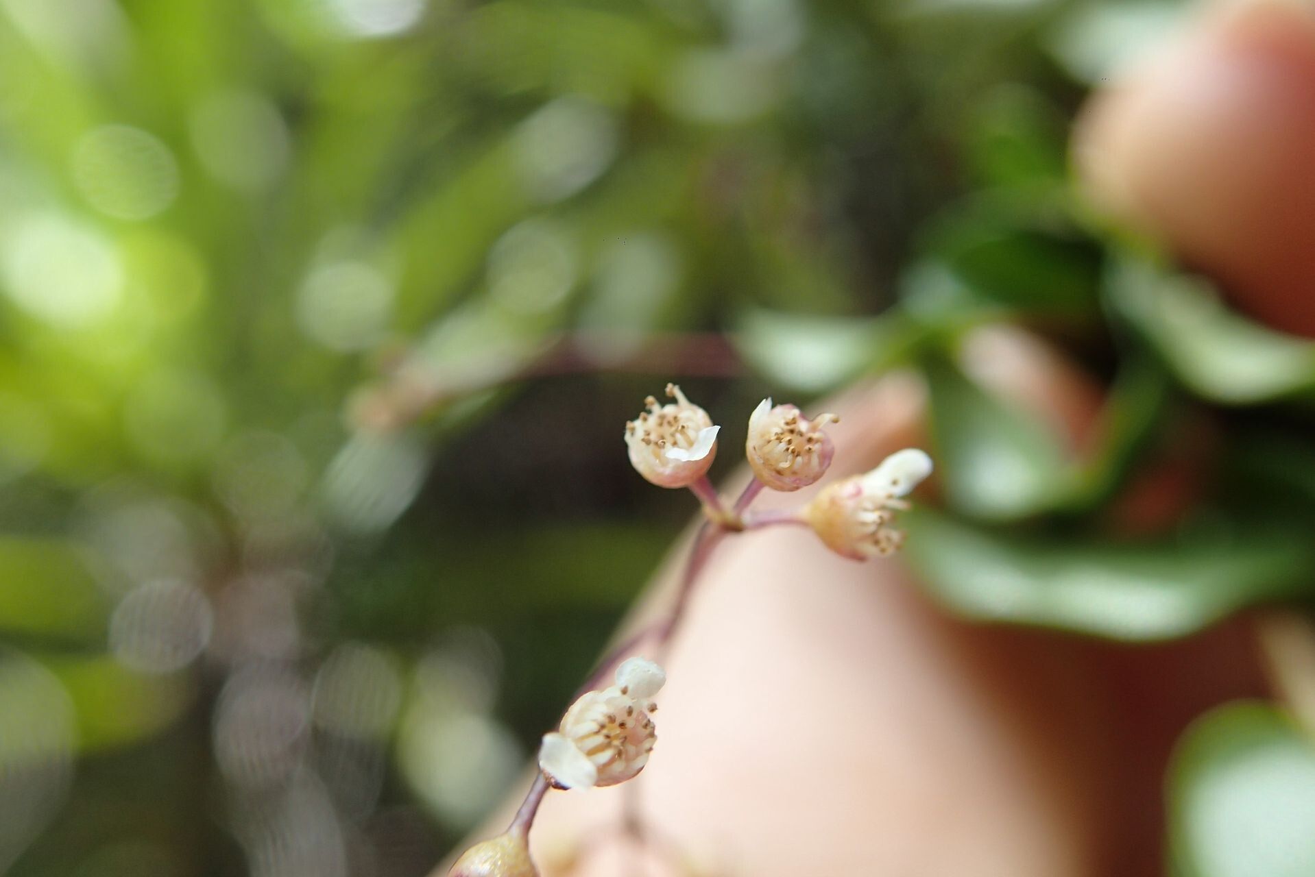 Syzygium tenuiflorum flower