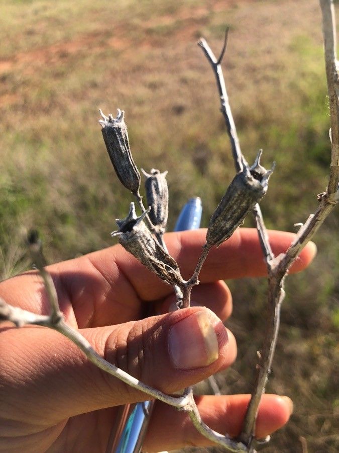 Mentzelia decapetala fruit