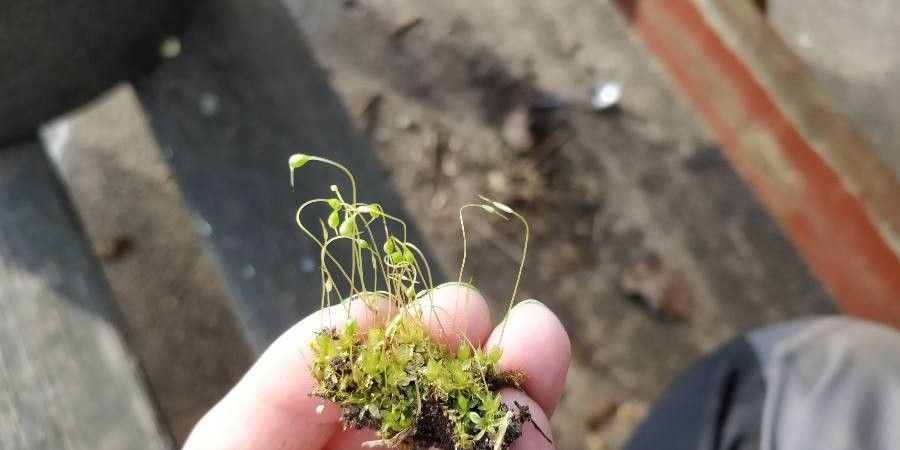 Utricularia gibba leaf