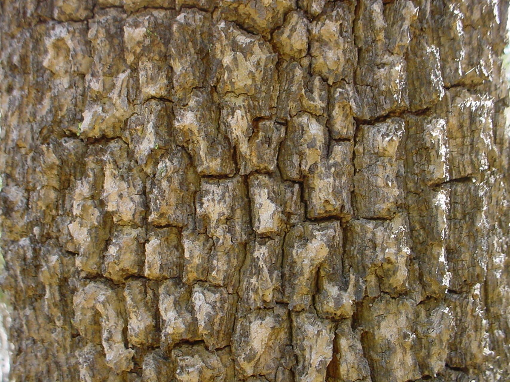 Sarcomelicope leiocarpa bark