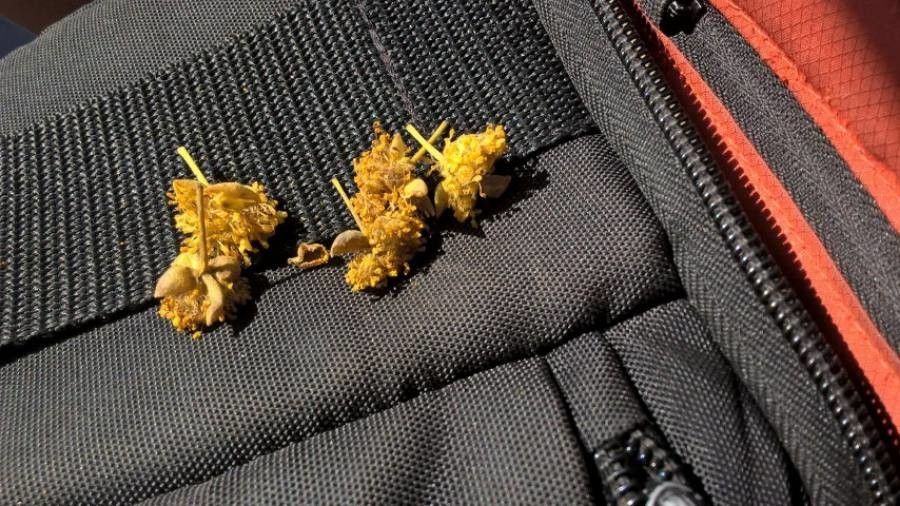 Litsea glutinosa flower