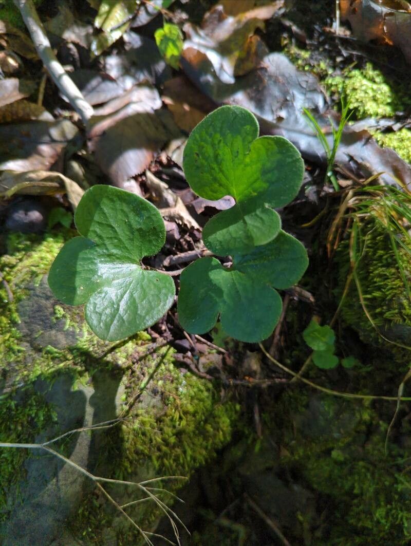 Hepatica nobilis leaf