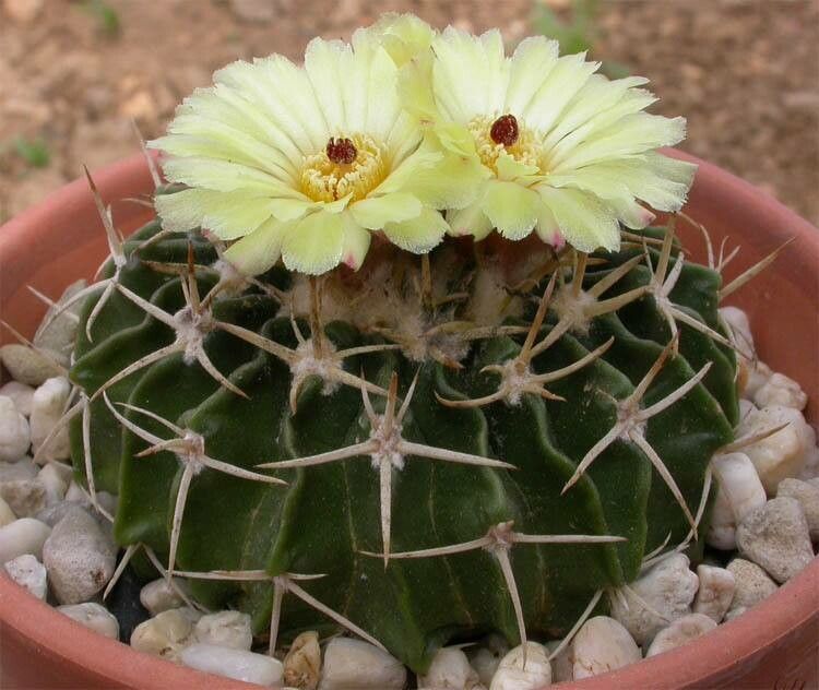 Parodia erinaceus habit