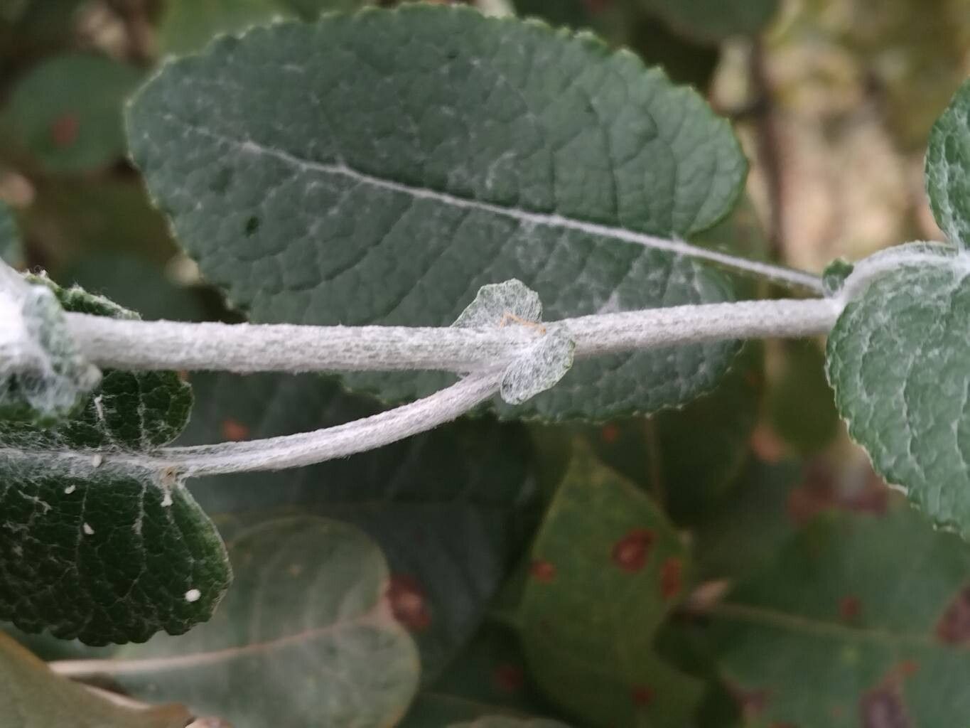 Senecio gossypinus other