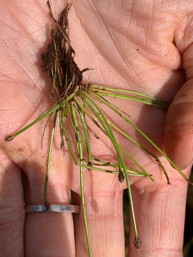 Eleocharis obtusa flower