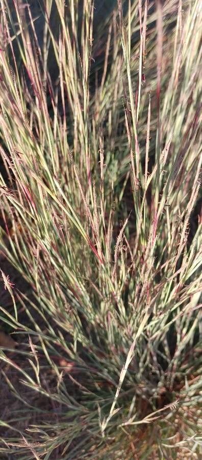 Schizachyrium scoparium leaf