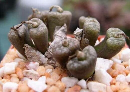 Conophytum pellucidum habit