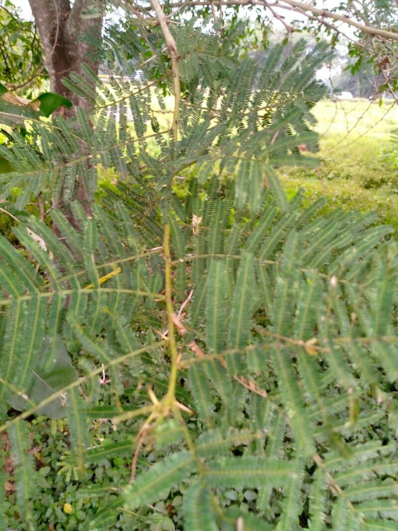 Vachellia sieberiana — search result for 'Pakistan'