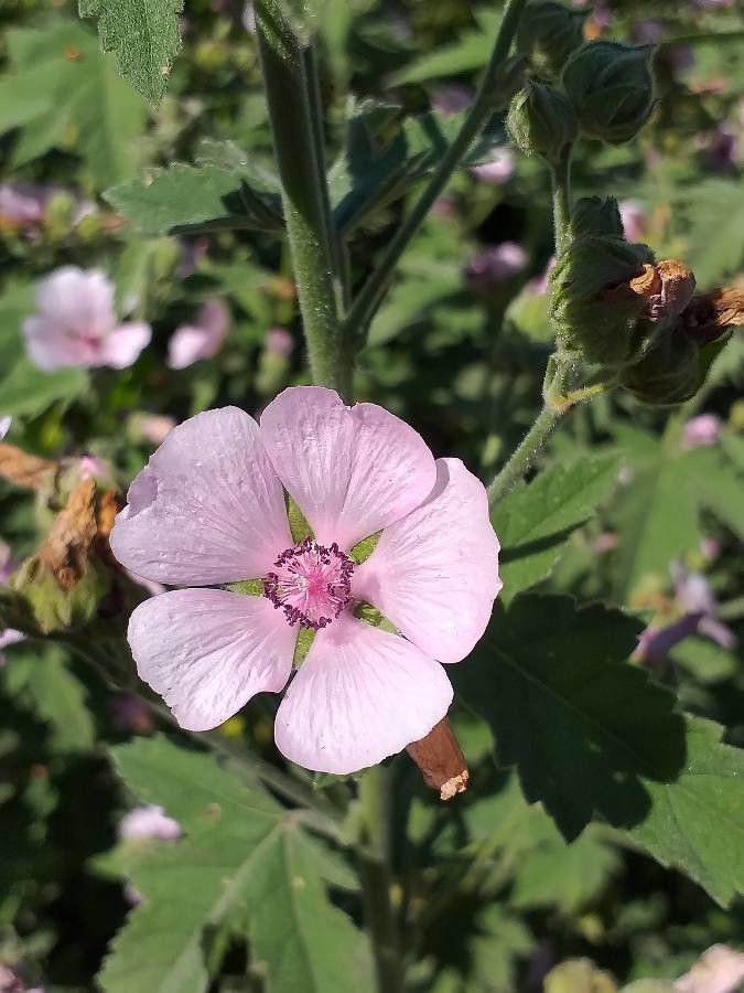 Lavatera thuringiaca flower