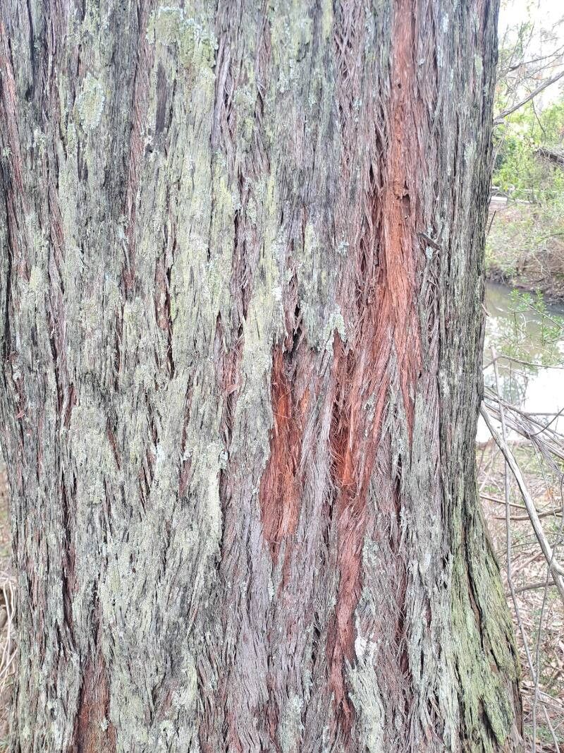 Eucalyptus eugenioides bark