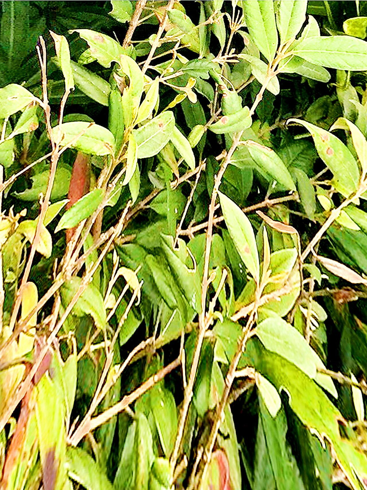 Rhodomyrtus sericea — houseplant care guide