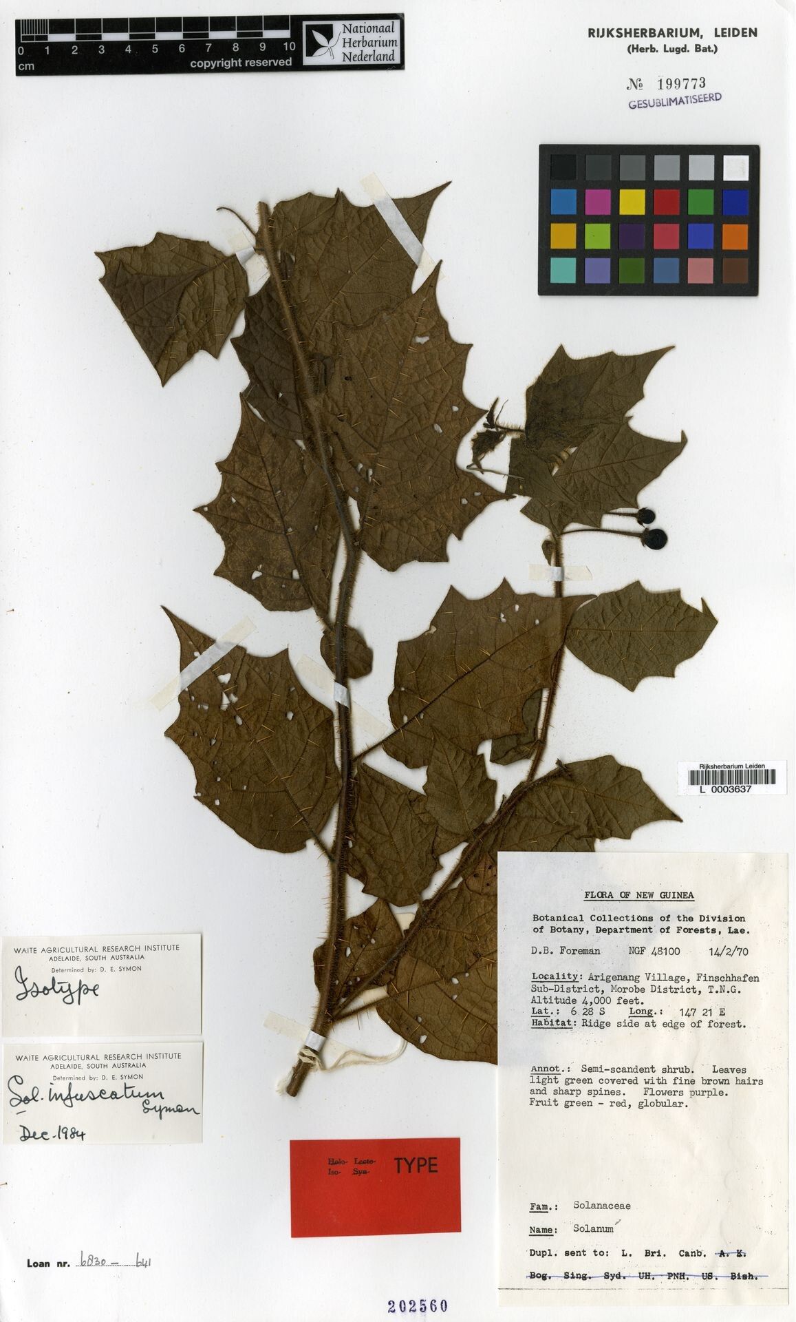 Solanum infuscatum — houseplant care guide