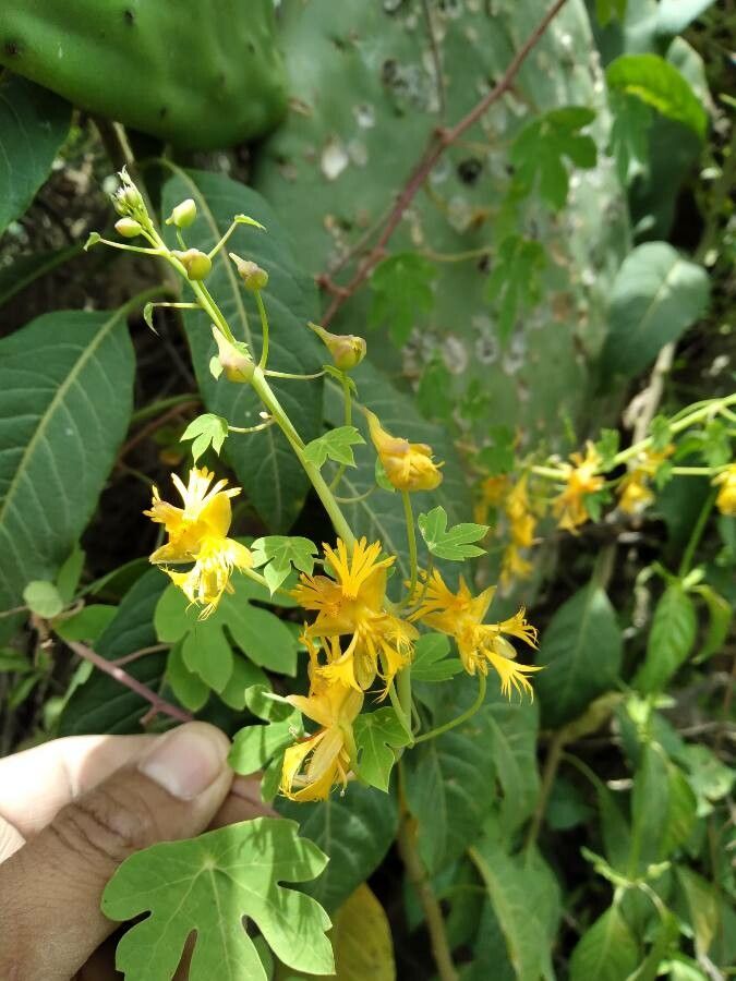Tropaeolum boliviense flower