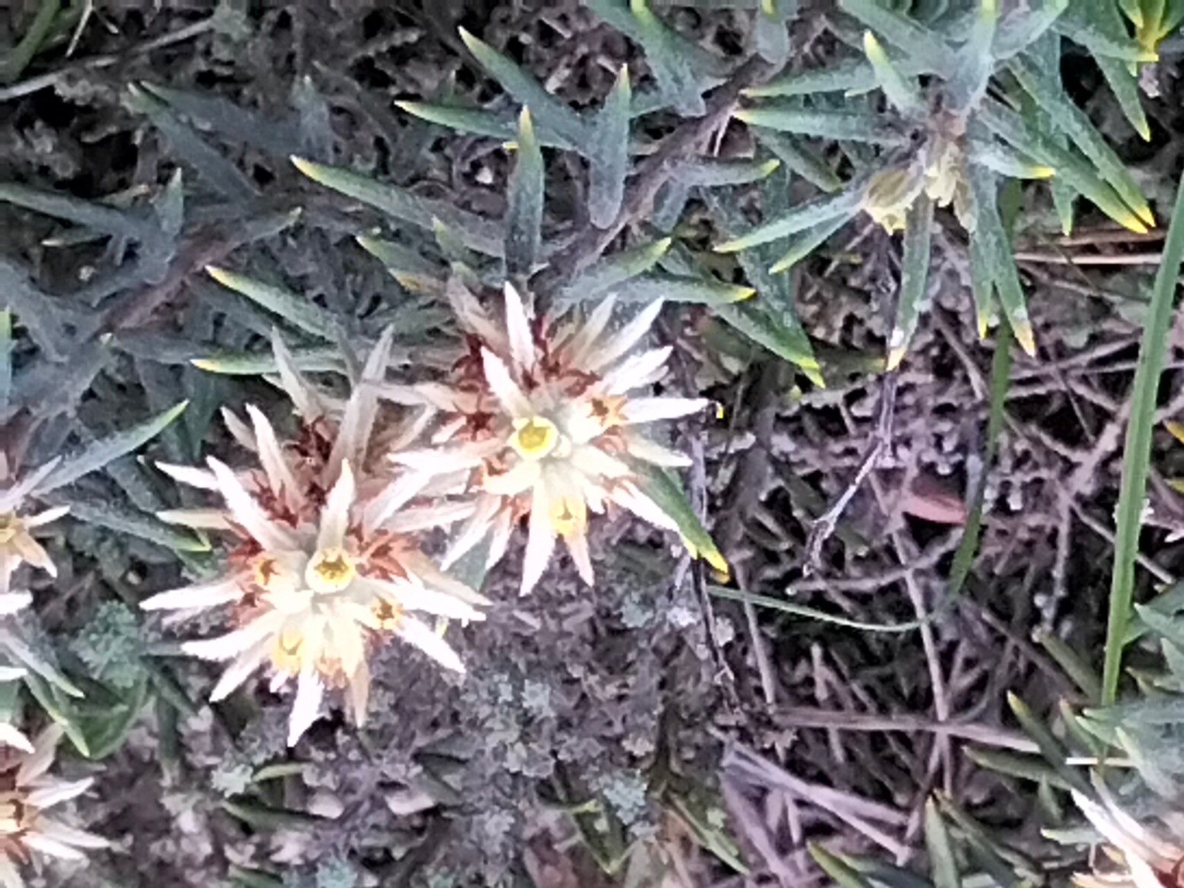 Phylica plumosa flower