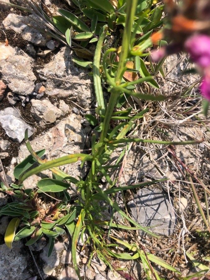 Senecio leucanthemifolius — search result for 'Mediterranean area'