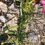 Senecio leucanthemifolius