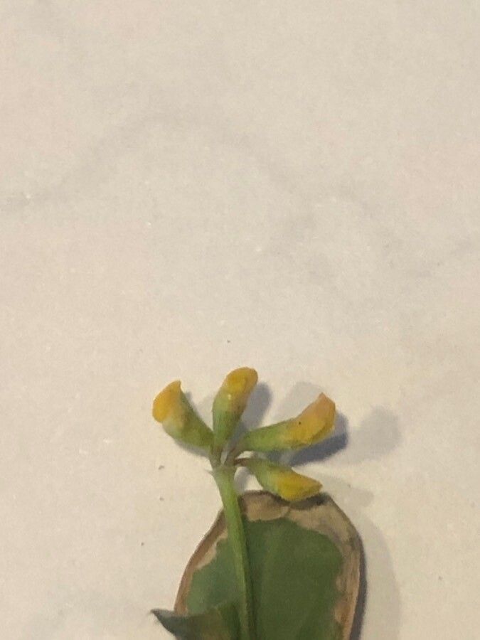 Coronilla scorpioides flower