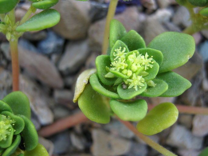 Gilmania luteola — houseplant care guide