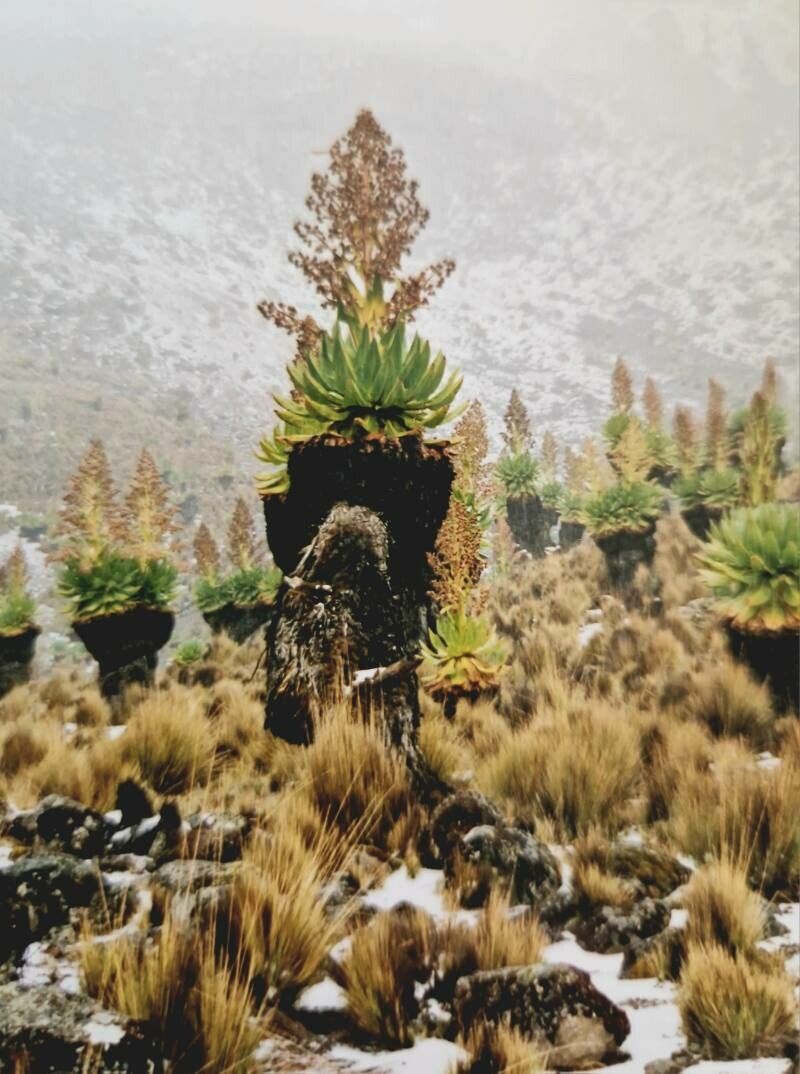 Dendrosenecio keniodendron — related species from the same genus