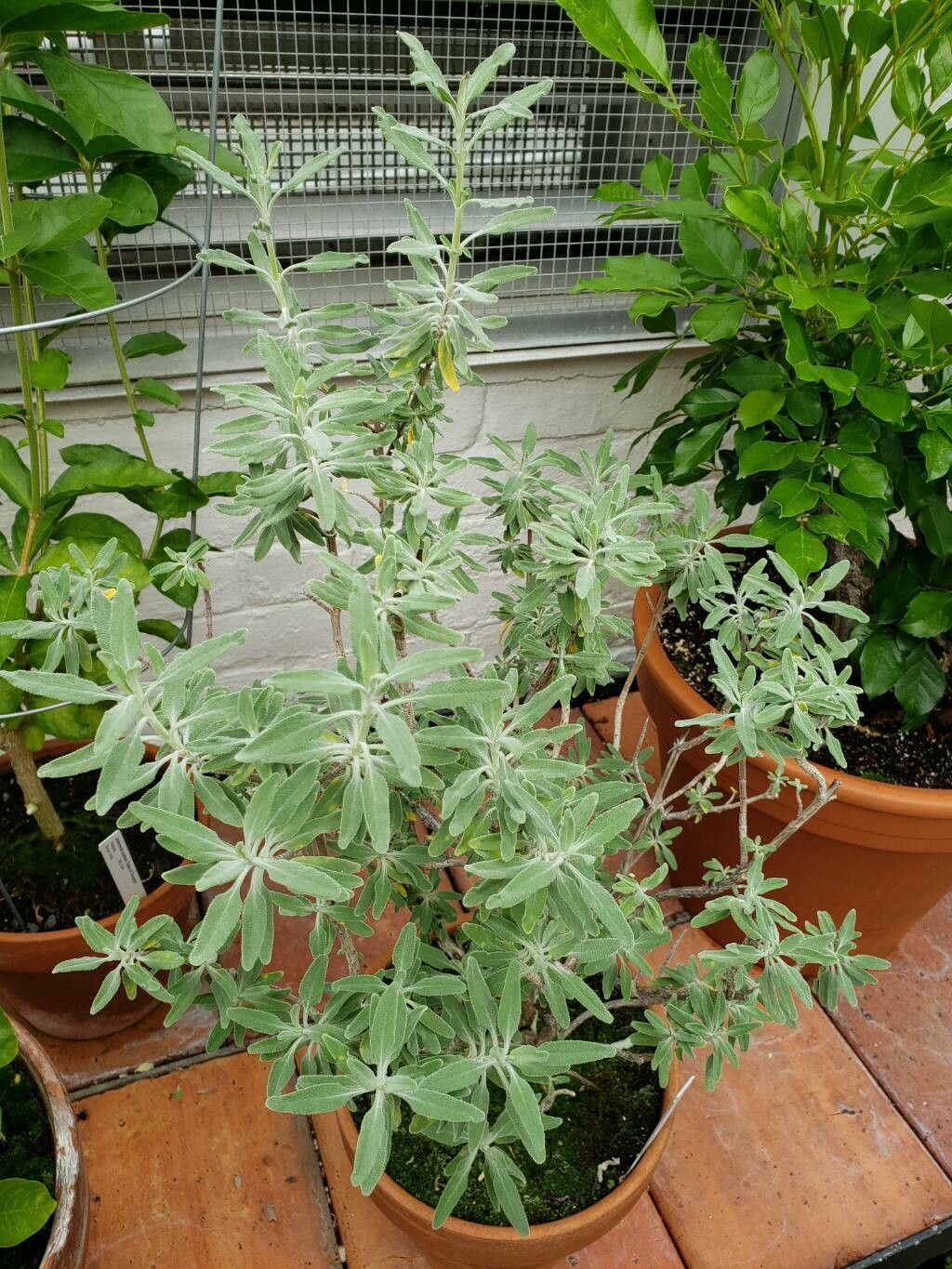Salvia coulteri habit