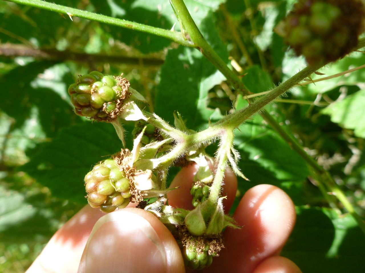 Rubus guestphalicus fruit