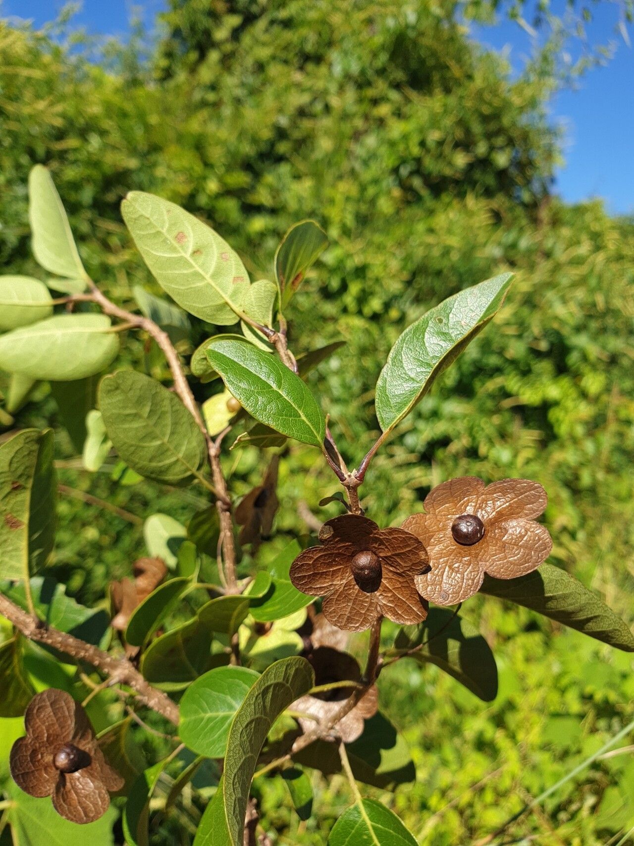 Karomia mira — related species from the same genus