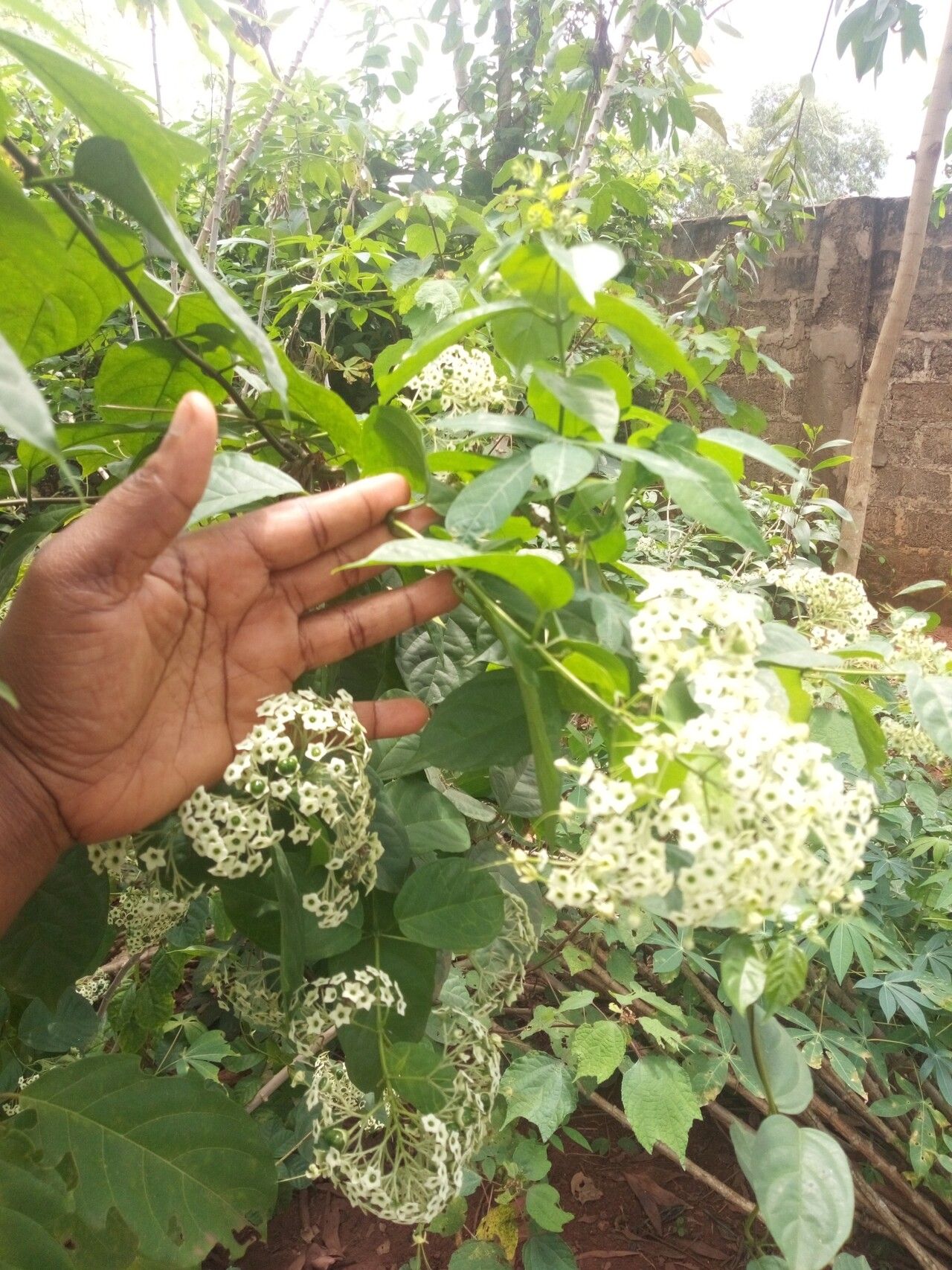 Clerodendrum thyrsoideum — houseplant care guide