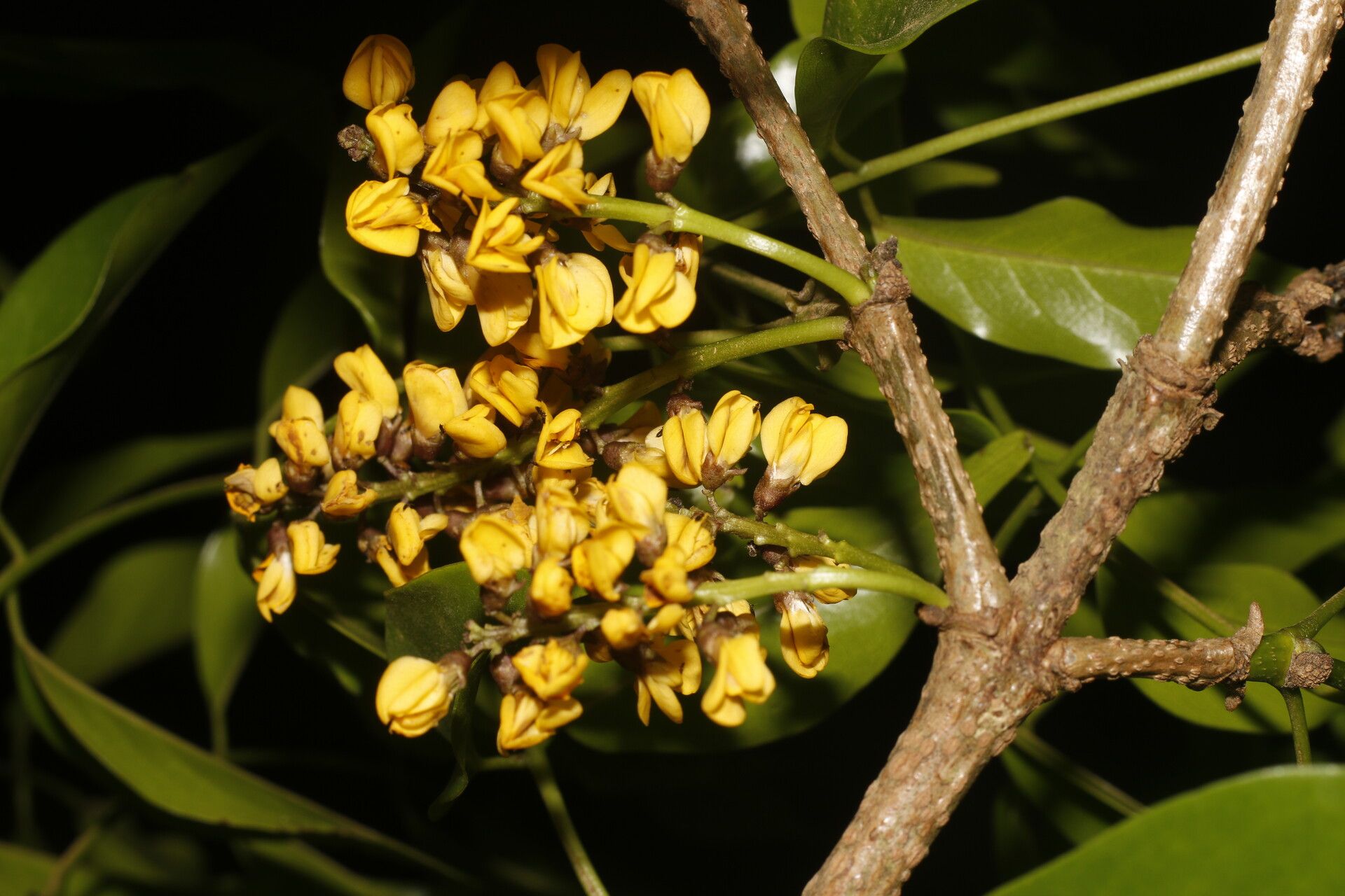 Platymiscium dimorphandrum flower
