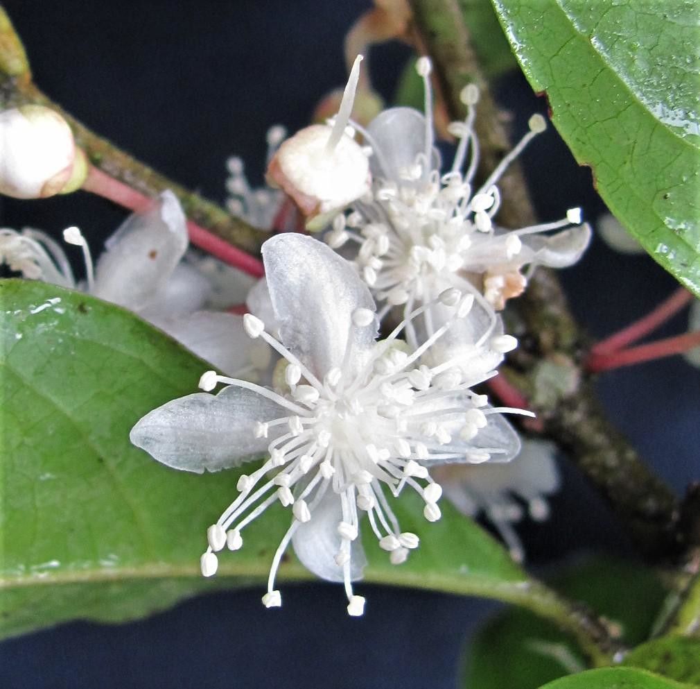 Eugenia grayumii flower