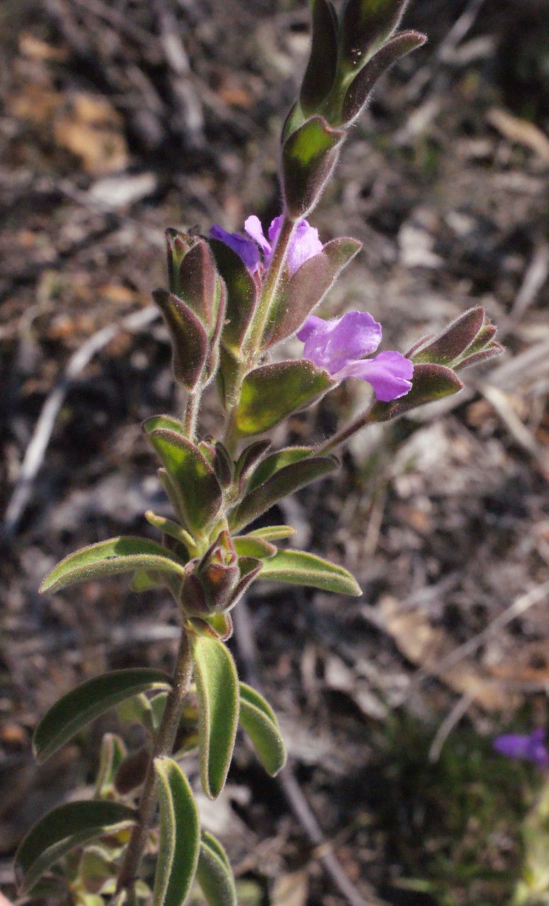 Hemigenia incana habit